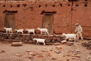 Documentary Fine Art Print Collection: Goat Herder