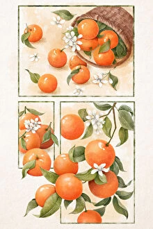 Food and Drinks Fine Art Print Collection: Orange Blossom