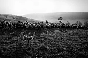 Documentary Fine Art Print Collection: Shepherd's Dog