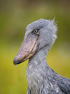 Congo Collection: The Shoebill, Balaeniceps rex or Shoe-Billed Stork