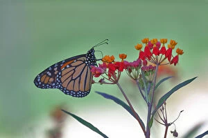 Wildlife Fine Art Print Collection: Soothing colors - Monarch