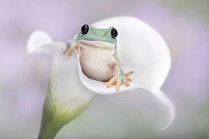 Related Images Collection: White's Tree Frog on a White Lily