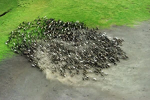 High Angle View Collection: Aerial view of Reindeer (Rangifer tarandus) fording water whilst being herded by Nenet herders