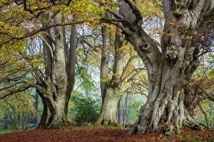 Rosanae Collection: Ancient Beech trees (Fagus sylvatica), Lineover Wood, Gloucestershire UK