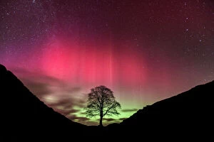 Realistic drawings Photographic Print Collection: Aurora Borealis over Sycamore Gap, Hadrians Wall, Northumberland, England