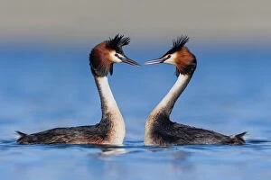 Australasia Collection: Australasian crested grebe pair (Podiceps cristatus australis) in courtship display