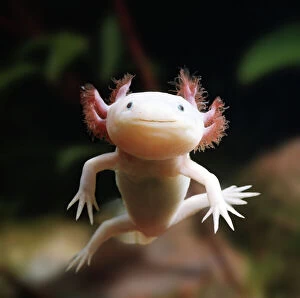 Related Images Photo Mug Collection: Axolotl {Siredon / Ambystoma mexicanum} albino, captive