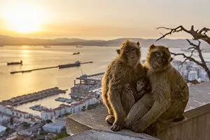 Sunset landscapes Photographic Print Collection: Barbary macaque (Macaca sylvanus), two adults with baby