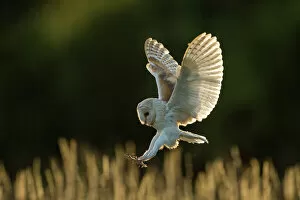 Nature-inspired artwork Collection: Barn owl (Tyto alba) in flight, hunting, Hampshire, England, UK. Captive