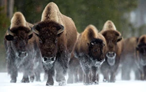 Artiodactyla Collection: Bison (Bison bison) herd walking in snow, Yellowstone National Park, Wyoming, USA