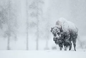 Artiodactyla Collection: Bison (Bison bison) in snowstorm. Yellowstone National Park, USA, February