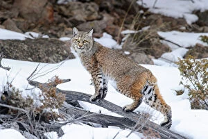 Rufus Collection: Bobcat (Lynx rufus) standing on branch in snow. Madison River Valley, Yellowstone National Park