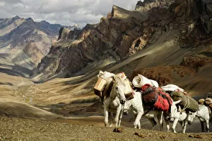 High Angle View Collection: Caravan of horses climbing over the Singge La mountain pass at an altitude of 5010m