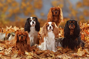Mammals Canvas Print Collection: Five Cavalier King Charles Spaniel sitting, black-and-tan, tricolour, blenheim and ruby coated