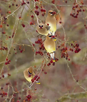 Related Images Collection: Four Cedar waxwings (Bombycilla cedrorum) feeding on Crabapple (Malus sp) fruit, Ithaca