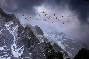 Direction Collection: Chilean flamingos (Phoenicopterus chilensis) in flight over mountain peaks with glacier in