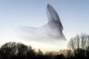 Related Images Collection: Common starling (Sturnus vulgaris) murmuration, flock pursued by Peregrine falcon