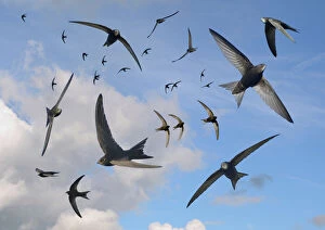Apodiformes Collection: Common swifts (Apus apus) flying overhead, Wiltshire, UK, June. Digital composite image