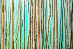 Nature-inspired artwork Poster Print Collection: Dense growth of Bootlace seaweed (Chorda filum) in shallow water, Kimmeridge, Dorset, England, UK