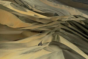 Related Images Collection: Gemsbok (Oryx gazella) in sand dunes, Namibia