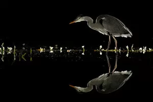 Ardeidae Collection: Grey heron (Ardea cinerea) wading at night, reflected in water