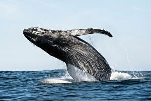 Africa Collection: Humpback whale (Megaptera novaeangliae) breaching, near Hout Bay, South Africa