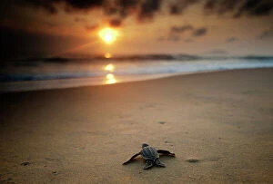 Cayenne Fine Art Print Collection: Leatherback Turtle (Dermochelys coriacea) hatchling crossing a beach to get to the sea