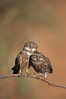 Vertical Collection: Little owl {Athene noctua) pair perched, courtship behaviour, Spain