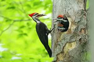 Parental Collection: Male Pileated Woodpecker (Dryocopus pileatus) with beetle larva in beak about to feed two chicks