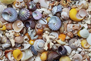 Variation Collection: Mixed sea shells on beach, Claigan, Isle of Skye, Inner Hebrides, Scotland, UK. April