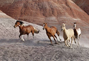 Horses Collection: Two paint horses, a palomino and a sorrel quarter horse running, Flitner Ranch, Shell