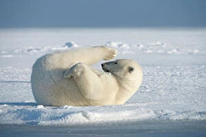Playful Collection: Polar bear (Ursus maritimus) young bear rolling around in the snow