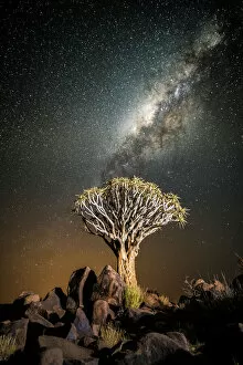 Related Images Photo Mug Collection: Quiver tree (Aloe dichotoma) with the Milky Way at night, and light pollution