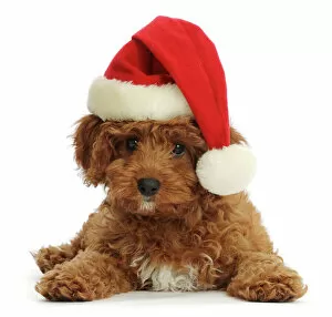 Santa Metal Print Collection: Red Cavapoo puppy wearing a Father Christmas hat