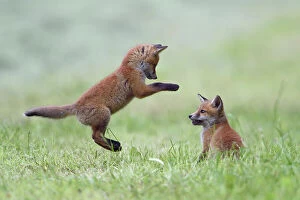 Performing Collection: Red fox (Vulpes vulpes) cubs playing, Vosges, France, May