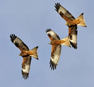 Flying Collection: Three Red Kites (Milvus milvus) chasing each other in flight. Wales, UK. November