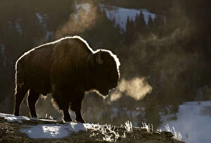 Artiodactyla Collection: RF - Bison (Bison bison) breathing in the cold air, Yellowstone National Park, USA