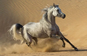 Related Images Metal Print Collection: RF - Dapple grey Arabian stallion running in desert dunes near Dubai, United Arab
