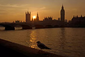 Greater London Collection: The River Thames and Houses of Parliament at Westminster at sunset with gull, UK