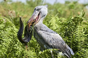 Balaeniceps Rex Collection: Shoebill stork (Balaeniceps rex) female feeding on a Spotted African lungfish (Protopterus