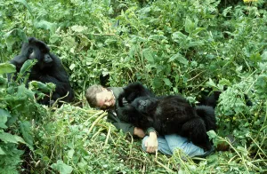 Sir David Attenborough with Mountain Gorillas Print, Rwanda 1978