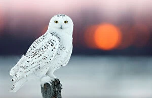 Nature-inspired artwork Collection: Snowy owl (Bubo scandiaca) female, with lights behind, Canada, February