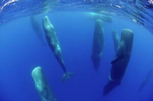 Related Images Fine Art Print Collection: Sperm whales (Physeter macrocephalus) resting, Pico, Azores, Portugal, June 2009