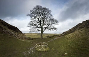 Spermatophyte Collection: Sycamore (Acer pseudoplatanus) in Sycamore Gap, Hadrians Wall