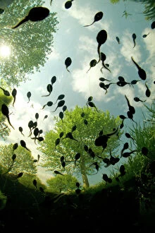 Tree Collection: Tadpoles of the Common toad (Bufo bufo) swimming seen from below, Belgium, June