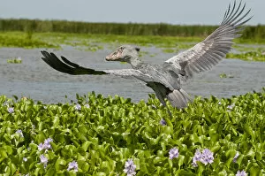 Related Images Collection: Whale headed stork (Balaeniceps rex) taking off, Lake Albert, Uganda, East Africa