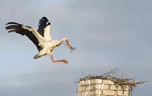 Related Images Mouse Mat Collection: White stork (Ciconia ciconia) landing on chimney with nesting material, Rusne, Nemunas