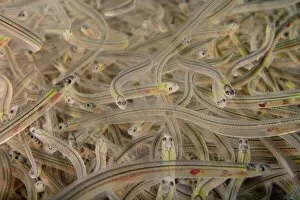 Wildlife Conservation Collection: Young European eel (Anguilla anguilla) elvers, or glass eels