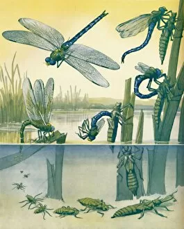 Reed Collection: The Beautiful Dragonflys Life Story, 1935