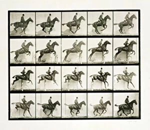 Motion Collection: Man and horse jumping a fence, 1887 Artist: Eadweard J Muybridge